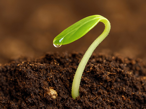 sprout