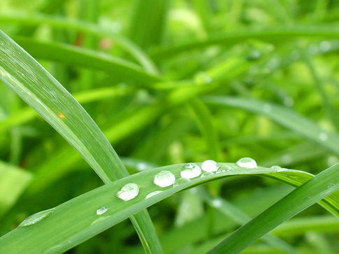 wet-grass